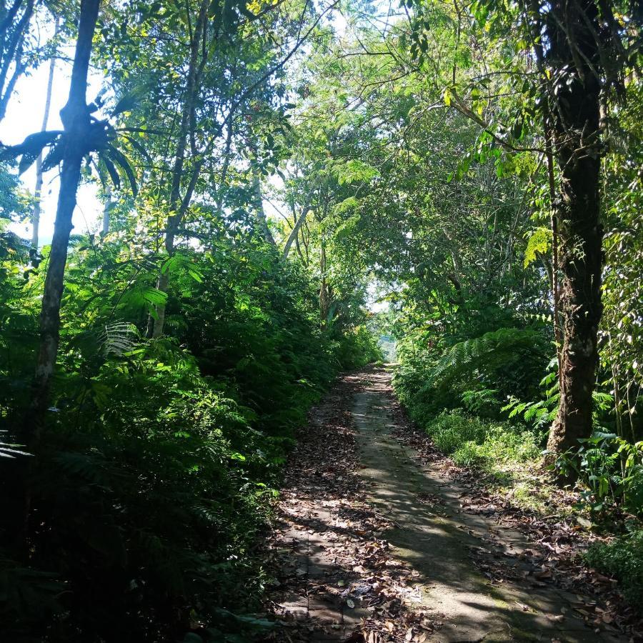 Bed and Breakfast Eco Bedugul Adventurer Camp Екстер'єр фото